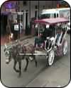 New Orleans Live Cams, web cams, streaming video