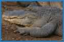 Louisiana Alligators