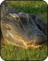 New Orleans area Attractions