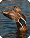 Louisiana Hunting and Fishing